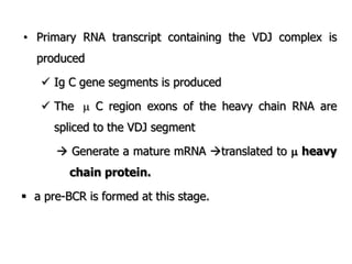 • Primary RNA transcript containing the VDJ complex is
produced
 Ig C gene segments is produced
 The  C region exons of the heavy chain RNA are
spliced to the VDJ segment
 Generate a mature mRNA translated to  heavy
chain protein.
 a pre-BCR is formed at this stage.
 