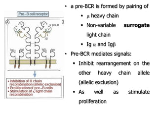 • a pre-BCR is formed by pairing of
  heavy chain
 Non-variable surrogate
light chain
 Ig and Ig
• Pre-BCR mediates signals:
 Inhibit rearrangement on the
other heavy chain allele
(allelic exclusion)
 As well as stimulate
proliferation
 