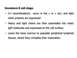 Immature B cell stage
• V-J recombination's occur in the  or  loci, and light
chain proteins are expressed.
• Heavy and light chains are then assembled into intact
IgM molecules and expressed on the cell surface.
• Leave the bone marrow to populate peripheral lymphoid
tissues, where they complete their maturation.
 
