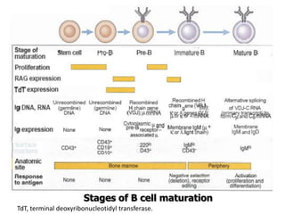 Stages of B cell maturation
TdT, terminal deoxyribonucleotidyl transferase.
 