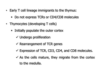 • Early T cell lineage immigrants to the thymus:
 Do not express TCRs or CD4/CD8 molecules
• Thymocytes (developing T cells)
 Initially populate the outer cortex
 Undergo proliferation
 Rearrangement of TCR genes
 Expression of TCR, CD3, CD4, and CD8 molecules.
 As the cells mature, they migrate from the cortex
to the medulla.
 