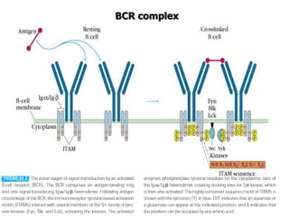 BCR complex
 