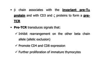  chain associates with the invariant pre-T
protein and with CD3 and  proteins to form a pre-
TCR
 Pre-TCR transduces signals that:
 Inhibit rearrangement on the other beta chain
allele (allelic exclusion)
 Promote CD4 and CD8 expression
 Further proliferation of immature thymocytes
 