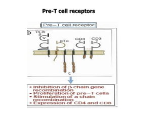 Pre-T cell receptors
 