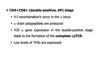  CD4+CD8+ (double-positive, DP) stage
 V-J recombination's occur in the  locus
  chain polypeptides are produced
 TCR  gene expression in the double-positive stage
leads to the formation of the complete TCR.
 Low levels of TCRs are expressed
 