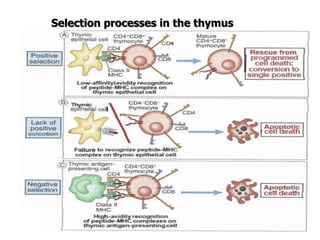 Selection processes in the thymus
 