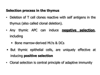 Selection process in the thymus
• Deletion of T cell clones reactive with self antigens in the
thymus (also called clonal deletion).
• Any thymic APC can induce negative selection,
including
 Bone marrow-derived Ms & DCs
 But thymic epithelial cells, are uniquely effective at
inducing positive selection
• Clonal selection is central principle of adaptive immunity
 