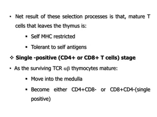 • Net result of these selection processes is that, mature T
cells that leaves the thymus is:
 Self MHC restricted
 Tolerant to self antigens
 Single -positive (CD4+ or CD8+ T cells) stage
• As the surviving TCR  thymocytes mature:
 Move into the medulla
 Become either CD4+CD8- or CD8+CD4-(single
positive)
 
