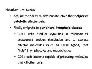 Medullary thymocytes
 Acquire the ability to differentiate into either helper or
cytolytic effector cells
 Finally emigrate to peripheral lymphoid tissues
 CD4+ cells produce cytokines in response to
subsequent antigen stimulation and to express
effector molecules (such as CD40 ligand) that
"help" B lymphocytes and macrophages.
 CD8+ cells become capable of producing molecules
that kill other cells
 