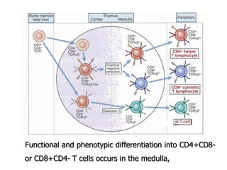Functional and phenotypic differentiation into CD4+CD8-
or CD8+CD4- T cells occurs in the medulla,
 