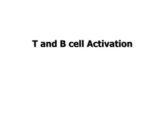 T and B cell Activation
 