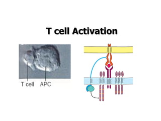 T cell Activation
 
