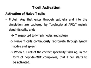 T cell Activation
Activation of Naive T cells
• Protein Ags that enter through epithelia and into the
circulation are captured by "professional APCs” mainly
dendritic cells, and:
 Transported to lymph nodes and spleen
 Naive T cells continuously recirculate through lymph
nodes and spleen
 When a T cell of the correct specificity finds Ag, in the
form of peptide-MHC complexes, that T cell starts to
be activated.
 