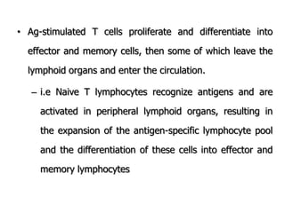 • Ag-stimulated T cells proliferate and differentiate into
effector and memory cells, then some of which leave the
lymphoid organs and enter the circulation.
– i.e Naive T lymphocytes recognize antigens and are
activated in peripheral lymphoid organs, resulting in
the expansion of the antigen-specific lymphocyte pool
and the differentiation of these cells into effector and
memory lymphocytes
 