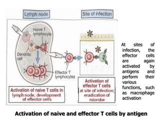 At sites of
infection, the
effector cells
are again
activated by
antigens and
perform their
various
functions, such
as macrophage
activation
Activation of naive and effector T cells by antigen
 