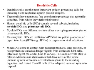 Dendritic Cells
• Dendritic cells are the most important antigen-presenting cells for
initiating T-cell responses against protein antigens.
• These cells have numerous fine cytoplasmic processes that resemble
dendrites, from which they derive their name.
• Human dendritic cells (DCs) contain several subsets, including
myeloid DCs and plasmacytoid DCs.
• Myeloid DCs can differentiate into either macrophages-monocytes or
tissue-specific DCs.
• Plasmacytoid DCs are inefficient APCs but are potent producers of
type I interferon (IFN) (e.g., IFN-α) in response to viral infections.
• When DCs come in contact with bacterial products, viral proteins, or
host proteins released as danger signals from distressed host cells,
infectious agent molecules bind to various TLRs and activate DCs to
release cytokines and chemokines that drive cells of the innate
immune system to become activated to respond to the invading
organism, and recruit T and B cells of the adaptive immune system to
respond.
 