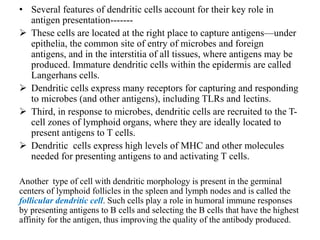 • Several features of dendritic cells account for their key role in
antigen presentation-------
 These cells are located at the right place to capture antigens—under
epithelia, the common site of entry of microbes and foreign
antigens, and in the interstitia of all tissues, where antigens may be
produced. Immature dendritic cells within the epidermis are called
Langerhans cells.
 Dendritic cells express many receptors for capturing and responding
to microbes (and other antigens), including TLRs and lectins.
 Third, in response to microbes, dendritic cells are recruited to the T-
cell zones of lymphoid organs, where they are ideally located to
present antigens to T cells.
 Dendritic cells express high levels of MHC and other molecules
needed for presenting antigens to and activating T cells.
Another type of cell with dendritic morphology is present in the germinal
centers of lymphoid follicles in the spleen and lymph nodes and is called the
follicular dendritic cell. Such cells play a role in humoral immune responses
by presenting antigens to B cells and selecting the B cells that have the highest
affinity for the antigen, thus improving the quality of the antibody produced.
 