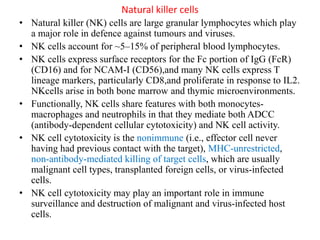 Natural killer cells
• Natural killer (NK) cells are large granular lymphocytes which play
a major role in defence against tumours and viruses.
• NK cells account for ~5–15% of peripheral blood lymphocytes.
• NK cells express surface receptors for the Fc portion of IgG (FcR)
(CD16) and for NCAM-I (CD56),and many NK cells express T
lineage markers, particularly CD8,and proliferate in response to IL2.
NKcells arise in both bone marrow and thymic microenvironments.
• Functionally, NK cells share features with both monocytes-
macrophages and neutrophils in that they mediate both ADCC
(antibody-dependent cellular cytotoxicity) and NK cell activity.
• NK cell cytotoxicity is the nonimmune (i.e., effector cell never
having had previous contact with the target), MHC-unrestricted,
non-antibody-mediated killing of target cells, which are usually
malignant cell types, transplanted foreign cells, or virus-infected
cells.
• NK cell cytotoxicity may play an important role in immune
surveillance and destruction of malignant and virus-infected host
cells.
 