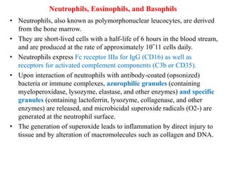 Neutrophils, Eosinophils, and Basophils
• Neutrophils, also known as polymorphonuclear leucocytes, are derived
from the bone marrow.
• They are short-lived cells with a half-life of 6 hours in the blood stream,
and are produced at the rate of approximately 10ˉ11 cells daily.
• Neutrophils express Fc receptor IIIa for IgG (CD16) as well as
receptors for activated complement components (C3b or CD35).
• Upon interaction of neutrophils with antibody-coated (opsonized)
bacteria or immune complexes, azurophilic granules (containing
myeloperoxidase, lysozyme, elastase, and other enzymes) and specific
granules (containing lactoferrin, lysozyme, collagenase, and other
enzymes) are released, and microbicidal superoxide radicals (O2-) are
generated at the neutrophil surface.
• The generation of superoxide leads to inflammation by direct injury to
tissue and by alteration of macromolecules such as collagen and DNA.
 