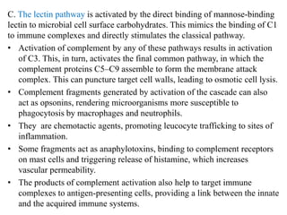 C. The lectin pathway is activated by the direct binding of mannose-binding
lectin to microbial cell surface carbohydrates. This mimics the binding of C1
to immune complexes and directly stimulates the classical pathway.
• Activation of complement by any of these pathways results in activation
of C3. This, in turn, activates the final common pathway, in which the
complement proteins C5–C9 assemble to form the membrane attack
complex. This can puncture target cell walls, leading to osmotic cell lysis.
• Complement fragments generated by activation of the cascade can also
act as opsonins, rendering microorganisms more susceptible to
phagocytosis by macrophages and neutrophils.
• They are chemotactic agents, promoting leucocyte trafficking to sites of
inflammation.
• Some fragments act as anaphylotoxins, binding to complement receptors
on mast cells and triggering release of histamine, which increases
vascular permeability.
• The products of complement activation also help to target immune
complexes to antigen-presenting cells, providing a link between the innate
and the acquired immune systems.
 