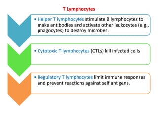T Lymphocytes
• Helper T lymphocytes stimulate B lymphocytes to
make antibodies and activate other leukocytes (e.g.,
phagocytes) to destroy microbes.
• Cytotoxic T lymphocytes (CTLs) kill infected cells
• Regulatory T lymphocytes limit immune responses
and prevent reactions against self antigens.
 