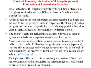 Humoral Immunity: Activation of B Lymphocytes and
Elimination of Extracellular Microbes
• Upon activation, B lymphocytes proliferate and then differentiate
into plasma cells that secrete different classes of antibodies with
distinct functions.
• Antibody responses to most protein antigens require T cell help and
are said to be T-dependent. In these responses, B cells ingest protein
antigens into vesicles, degrade them, and display peptides bound to
class II MHC molecules for recognition by helper T cells.
• The helper T cells are activated and express CD40L and secrete
cytokines, which work together to stimulate the B cells.
• Many polysaccharide and lipid antigens cannot be recognized by T
cells but have multiple identical antigenic determinants (epitopes)
that are able to engage many antigen receptor molecules on each B
cell and initiate the process of B-cell activation; these responses are
said to be T-independent.
• Each plasma cell is derived from an antigen-stimulated B cell and
secretes antibodies that recognize the same antigen that was bound
to the BCR and initiated the response.
 
