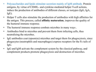 • Polysaccharides and lipids stimulate secretion mainly of IgM antibody. Protein
antigens, by virtue of CD40L- and cytokine-mediated helper T-cell actions,
induce the production of antibodies of different classes, or isotypes (IgG, IgA,
IgE).
• Helper T cells also stimulate the production of antibodies with high affinities for
the antigen. This process, called affinity maturation, improves the quality of
the humoral immune response.
• The humoral immune response combats microbes in many ways .
• Antibodies bind to microbes and prevent them from infecting cells, thus
neutralizing the microbes.
• IgG antibodies coat (opsonize) microbes and target them for phagocytosis, since
phagocytes (neutrophils and macrophages) express receptors for the Fc tails of
IgG.
• IgG and IgM activate the complement system by the classical pathway, and
complement products promote phagocytosis and destruction of microbes.
 