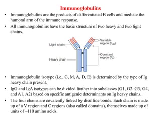 Immunoglobulins
• Immunoglobulins are the products of differentiated B cells and mediate the
humoral arm of the immune response.
• All immunoglobulins have the basic structure of two heavy and two light
chains.
• Immunoglobulin isotype (i.e., G, M, A, D, E) is determined by the type of Ig
heavy chain present.
• IgG and IgA isotypes can be divided further into subclasses (G1, G2, G3, G4,
and A1, A2) based on specific antigenic determinants on Ig heavy chains.
• The four chains are covalently linked by disulfide bonds. Each chain is made
up of a V region and C regions (also called domains), themselves made up of
units of ~110 amino acids.
 