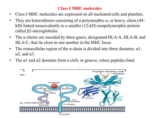 Class I MHC molecules
• Class I MHC molecules are expressed on all nucleated cells and platelets.
• They are heterodimers consisting of a polymorphic α, or heavy, chain (44-
kD) linked noncovalently to a smaller (12-kD) nonpolymorphic protein
called β2-microglobulin.
• The α chains are encoded by three genes, designated HLA-A, HLA-B, and
HLA-C, that lie close to one another in the MHC locus
• The extracellular region of the α chain is divided into three domains: α1,
α2, and α3.
• The α1 and α2 domains form a cleft, or groove, where peptides bind.
 