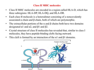 Class II MHC molecules
• Class II MHC molecules are encoded in a region called HLA-D, which has
three subregions: HLA-DP, HLA-DQ, and HLA-DR.
• Each class II molecule is a heterodimer consisting of a noncovalently
associated α chain and β chain, both of which are polymorphic.
• The extracellular portions of the α and β chains both have two domains
designated α1 and α2, and β1 and β2.
• Crystal structure of class II molecules has revealed that, similar to class I
molecules, they have peptide-binding clefts facing outward.
• This cleft is formed by an interaction of the α1 and β1 domains.
 