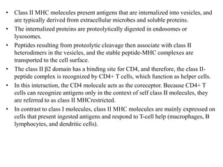• Class II MHC molecules present antigens that are internalized into vesicles, and
are typically derived from extracellular microbes and soluble proteins.
• The internalized proteins are proteolytically digested in endosomes or
lysosomes.
• Peptides resulting from proteolytic cleavage then associate with class II
heterodimers in the vesicles, and the stable peptide-MHC complexes are
transported to the cell surface.
• The class II β2 domain has a binding site for CD4, and therefore, the class II-
peptide complex is recognized by CD4+ T cells, which function as helper cells.
• In this interaction, the CD4 molecule acts as the coreceptor. Because CD4+ T
cells can recognize antigens only in the context of self class II molecules, they
are referred to as class II MHCrestricted.
• In contrast to class I molecules, class II MHC molecules are mainly expressed on
cells that present ingested antigens and respond to T-cell help (macrophages, B
lymphocytes, and dendritic cells).
 