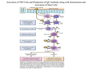 Activation of TH2 Cells and Production of IgE Antibody along with Sensitization and
Activation of Mast Cells
 