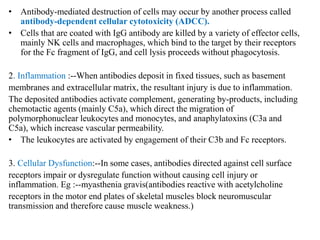 • Antibody-mediated destruction of cells may occur by another process called
antibody-dependent cellular cytotoxicity (ADCC).
• Cells that are coated with IgG antibody are killed by a variety of effector cells,
mainly NK cells and macrophages, which bind to the target by their receptors
for the Fc fragment of IgG, and cell lysis proceeds without phagocytosis.
2. Inflammation :--When antibodies deposit in fixed tissues, such as basement
membranes and extracellular matrix, the resultant injury is due to inflammation.
The deposited antibodies activate complement, generating by-products, including
chemotactic agents (mainly C5a), which direct the migration of
polymorphonuclear leukocytes and monocytes, and anaphylatoxins (C3a and
C5a), which increase vascular permeability.
• The leukocytes are activated by engagement of their C3b and Fc receptors.
3. Cellular Dysfunction:--In some cases, antibodies directed against cell surface
receptors impair or dysregulate function without causing cell injury or
inflammation. Eg :--myasthenia gravis(antibodies reactive with acetylcholine
receptors in the motor end plates of skeletal muscles block neuromuscular
transmission and therefore cause muscle weakness.)
 