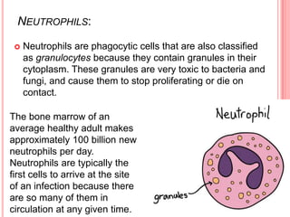 NEUTROPHILS:
 Neutrophils are phagocytic cells that are also classified
as granulocytes because they contain granules in their
cytoplasm. These granules are very toxic to bacteria and
fungi, and cause them to stop proliferating or die on
contact.
The bone marrow of an
average healthy adult makes
approximately 100 billion new
neutrophils per day.
Neutrophils are typically the
first cells to arrive at the site
of an infection because there
are so many of them in
circulation at any given time.
 