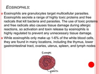 EOSINOPHILS:
 Eosinophils are granulocytes target multicellular parasites.
Eosinophils secrete a range of highly toxic proteins and free
radicals that kill bacteria and parasites. The use of toxic proteins
and free radicals also causes tissue damage during allergic
reactions, so activation and toxin release by eosinophils is
highly regulated to prevent any unnecessary tissue damage.
 While eosinophils only make up 1-6% of the white blood cells,
they are found in many locations, including the thymus, lower
gastrointestinal tract, ovaries, uterus, spleen, and lymph nodes
 