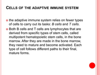 CELLS OF THE ADAPTIVE IMMUNE SYSTEM
 the adaptive immune system relies on fewer types
of cells to carry out its tasks: B cells and T cells.
 Both B cells and T cells are lymphocytes that are
derived from specific types of stem cells, called
multipotent hematopoietic stem cells, in the bone
marrow. After they are made in the bone marrow,
they need to mature and become activated. Each
type of cell follows different paths to their final,
mature forms.
 