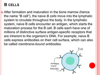B CELLS
 After formation and maturation in the bone marrow (hence
the name “B cell”), the naive B cells move into the lymphatic
system to circulate throughout the body. In the lymphatic
system, naive B cells encounter an antigen, which starts the
maturation process for the B cell. B cells each have one of
millions of distinctive surface antigen-specific receptors that
are inherent to the organism’s DNA. For example, naive B
cells express antibodies on their cell surface, which can also
be called membrane-bound antibodies.
 