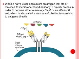  When a naive B cell encounters an antigen that fits or
matches its membrane-bound antibody, it quickly divides in
order to become either a memory B cell or an effector B
cell, which is also called a plasma cell. Antibodies can bind
to antigens directly.
 