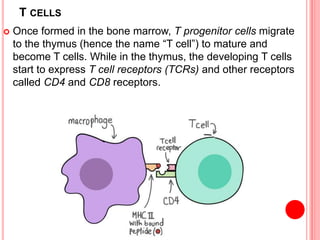 T CELLS
 Once formed in the bone marrow, T progenitor cells migrate
to the thymus (hence the name “T cell”) to mature and
become T cells. While in the thymus, the developing T cells
start to express T cell receptors (TCRs) and other receptors
called CD4 and CD8 receptors.
 