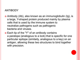 ANTIBODY
 Antibody (Ab), also known as an immunoglobulin (Ig), is
a large, Y-shaped protein produced mainly by plasma
cells that is used by the immune system to
neutralize pathogens such as pathogenic
bacteria and viruses.
 Each tip of the "Y" of an antibody contains
a paratope (analogous to a lock) that is specific for one
particular epitope (similarly, analogous to a key) on an
antigen, allowing these two structures to bind together
with precision.
 