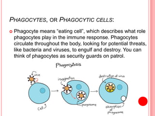 PHAGOCYTES, OR PHAGOCYTIC CELLS:
 Phagocyte means “eating cell”, which describes what role
phagocytes play in the immune response. Phagocytes
circulate throughout the body, looking for potential threats,
like bacteria and viruses, to engulf and destroy. You can
think of phagocytes as security guards on patrol.
 