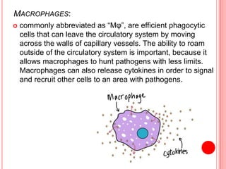MACROPHAGES:
 commonly abbreviated as “Mφ”, are efficient phagocytic
cells that can leave the circulatory system by moving
across the walls of capillary vessels. The ability to roam
outside of the circulatory system is important, because it
allows macrophages to hunt pathogens with less limits.
Macrophages can also release cytokines in order to signal
and recruit other cells to an area with pathogens.
 