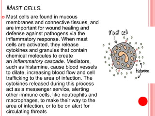 MAST CELLS:
 Mast cells are found in mucous
membranes and connective tissues, and
are important for wound healing and
defense against pathogens via the
inflammatory response. When mast
cells are activated, they release
cytokines and granules that contain
chemical molecules to create
an inflammatory cascade. Mediators,
such as histamine, cause blood vessels
to dilate, increasing blood flow and cell
trafficking to the area of infection. The
cytokines released during this process
act as a messenger service, alerting
other immune cells, like neutrophils and
macrophages, to make their way to the
area of infection, or to be on alert for
circulating threats
 