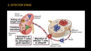 Immunological Basis of Graft Rejection | PPTX