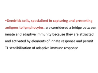 Dendritic cells, specialized in capturing and presenting
antigens to lymphocytes, are considered a bridge between
innate and adaptive immunity because they are attracted
and activated by elements of innate response and permit
TL sensibilization of adaptive immune response
 