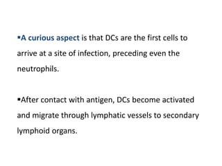 A curious aspect is that DCs are the first cells to
arrive at a site of infection, preceding even the
neutrophils.
After contact with antigen, DCs become activated
and migrate through lymphatic vessels to secondary
lymphoid organs.
 