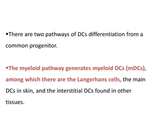 There are two pathways of DCs differentiation from a
common progenitor.
The myeloid pathway generates myeloid DCs (mDCs),
among which there are the Langerhans cells, the main
DCs in skin, and the interstitial DCs found in other
tissues.
 