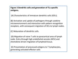 Figure 3 Dendritic cells and generation of TLs specific
antigens.
(A) Characteristics of immature dendritic cells (iDCs).
(B) Activation and uptake of pathogens through cytokine
microenvironment and interaction with pattern recognition
receptors, with consequent migration of DCs to lymph nodes.
(C) Maturation of dendritic cells.
(D) Migration of naive T cells to paracortical area of lymph
node. Entry through high endothelial venules (HEV) and
chemokine-driven migration of lymphoid tissue.
(E) Presentation of processed antigens to T lymphocytes,
generating activated effector cells
 