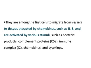 They are among the first cells to migrate from vessels
to tissues attracted by chemokines, such as IL-8, and
are activated by various stimuli, such as bacterial
products, complement proteins (C5a), immune
complex (IC), chemokines, and cytokines.
 