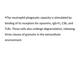 The neutrophil phagocytic capacity is stimulated by
binding of its receptors for opsonins, IgG-Fc, C3b, and
TLRs. These cells also undergo degranulation, releasing
three classes of granules in the extracellular
environment:
 